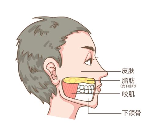 腮骨在哪个位置图图片