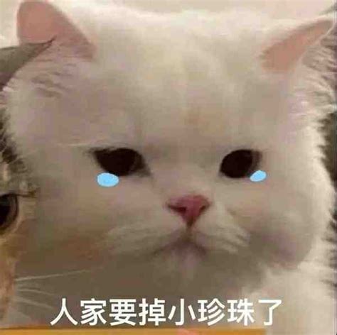 表情包(傲娇)图片
