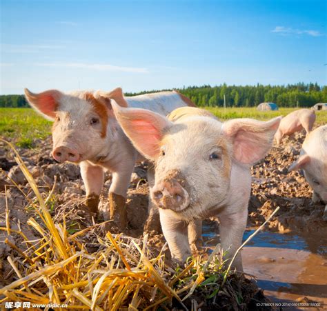 农场里的小猪崽高清图片下载-正版图片506667718-摄图网