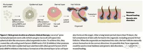 生发的希望有了！Nature新研究：多能干细胞能形成近乎完整皮肤结构，移植小鼠后成功长出毛发