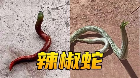 无毒的菜花蛇却被称为“百蛇之王”，原因何在？有毒的蛇还怕它
