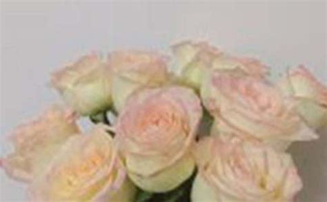 部分观察女持有粉红玫瑰花的画面将花朵高清图片下载-正版图片502835664-摄图网