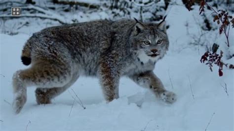 地球上最凶狠的6种野猫，狞猫能够一跃4米，猞猁竟敢单挑狼群？ - 知乎