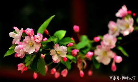 海棠花的花语是什么？海棠花的寓意和象征-种植技术-中国花木网