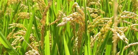 “海水稻”是长在海水里的水稻？不是海边不能种？吃起来是咸的？_盐碱地