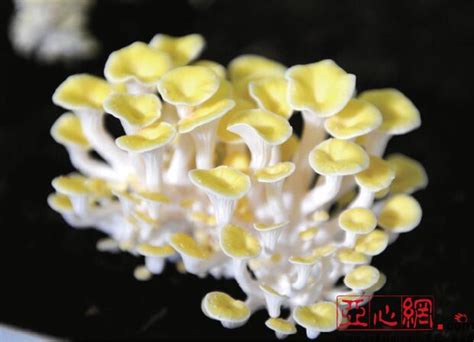 黄金菇图片