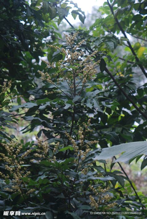 龙眼花图片