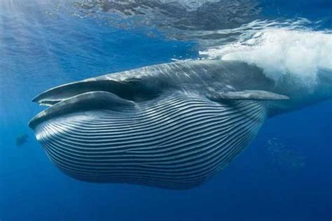 南极动物——鲸篇_百科信息_行之悦旅行|旅行改变视野