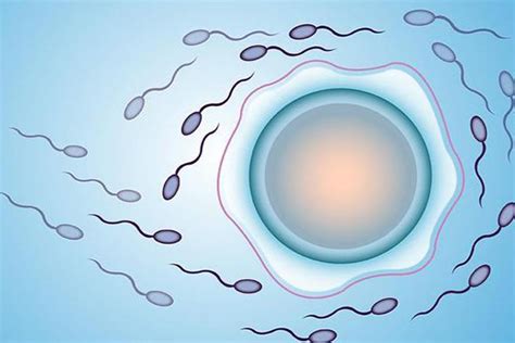精子怎样才能进入卵子？精子是如何运动到达卵细胞的呢？-上海试管婴儿好孕机构