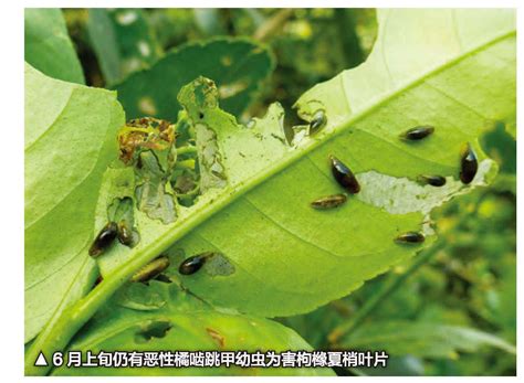 啮虫图片