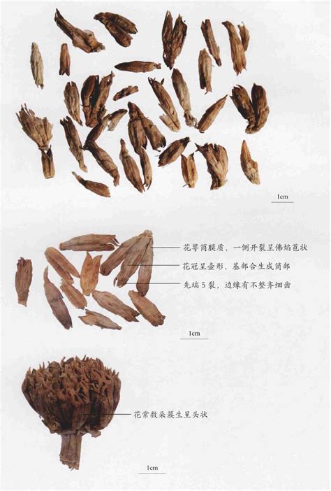 秦艽图片