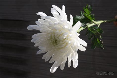 白色菊花悼念图片黑白 白色菊花花束图片_配图网