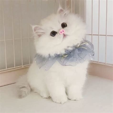 可爱大全图片