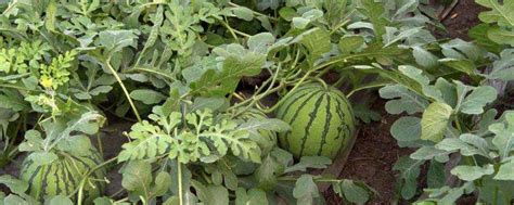 露地西瓜的株距和行距，附露地西瓜的种植方法-农百科