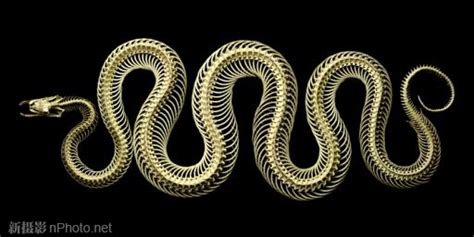 组图：摄影师拍摄毒蛇遭遇死亡之吻-搜狐传媒