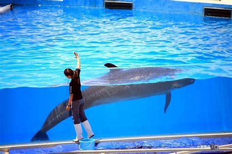 【海豚表演摄影图片】佛罗里达海洋公园生态摄影_寻觅......_太平洋电脑网摄影部落