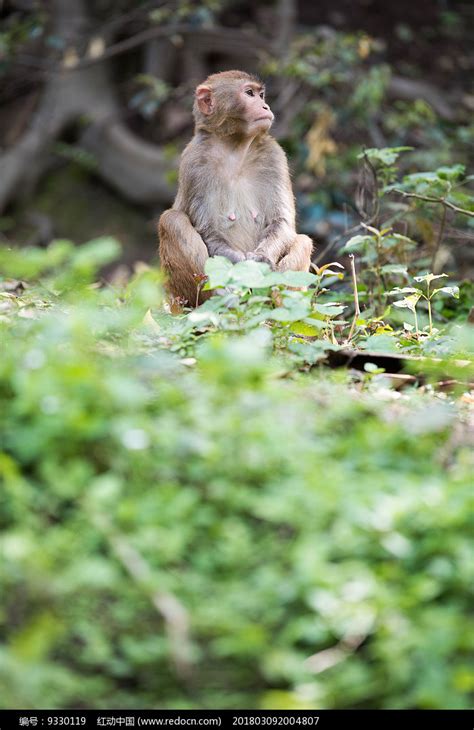 山上的猴子摄影图__国内旅游_旅游摄影_摄影图库_昵图网nipic.com