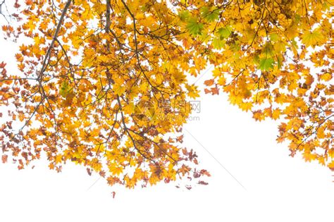 五颜六色的秋天树枝白色天空背景高清图片下载-正版图片507366605-摄图网