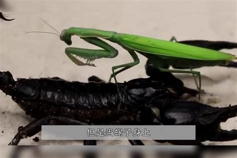 螳螂vs蝎子,螳螂的天敌,枯叶螳螂_大山谷图库