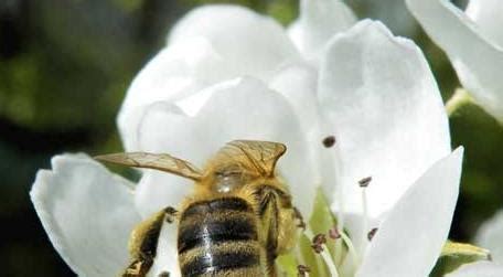 家里来蜜蜂是什么预兆-农百科