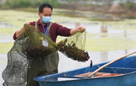 深耕龙虾20年，年收入6亿潜江柳伍水产