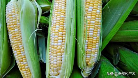 盛谷8号玉米品种,沃玉111玉米品种,玉米品种_大山谷图库