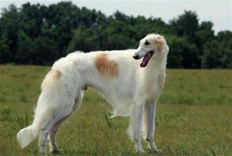 世界十大最好的狩猎犬 法老王猎犬上榜，第三也可作为伴侣犬_排行榜123网