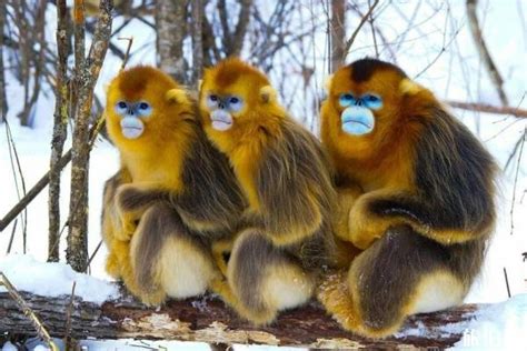 金丝猴的种类有几种-百度经验