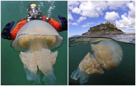 摄影师深海潜水遇罕见巨型野村水母【2】--图片频道--人民网