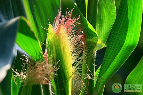 高产夏玉米品种介绍 - 惠农网