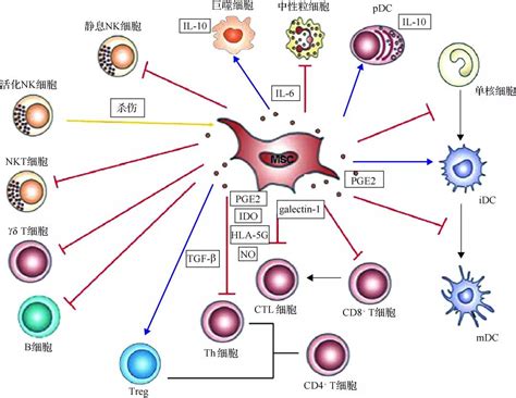 邓宏魁研究组与合作者首次报道了基因编辑的造血干细胞在人体内的长期重建