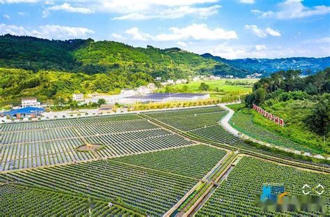 重庆南川：发展蓝莓产业助力乡村振兴_示范