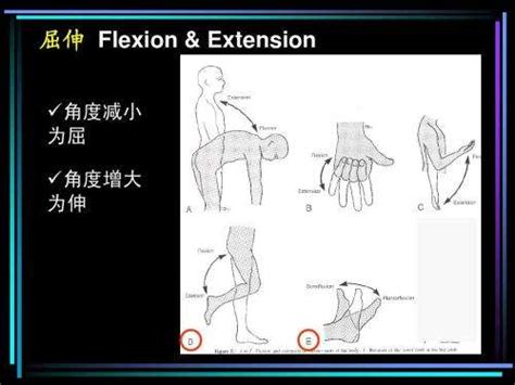 跖屈和背伸的图图片