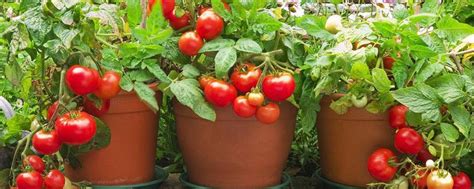 番茄种植高清图片下载-正版图片503284260-摄图网