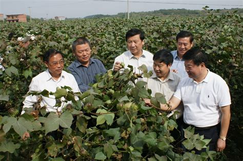 国家棉花产业技术体系千(公)斤棉现场观摩与经验交流会在九江召开 - 中国农业科学院棉花研究所