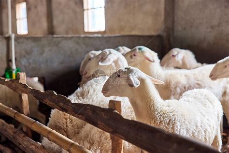 养殖场饲养的羊高清图片下载-正版图片507705458-摄图网