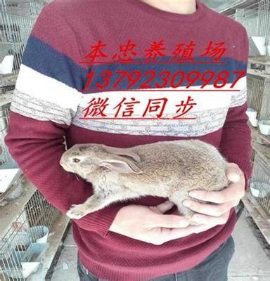 山东獭兔养殖 种兔价格_中科商务网