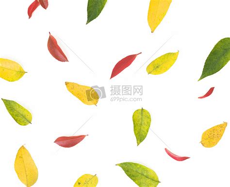 秋季植物树叶变化素材图片免费下载-千库网