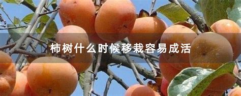 柿树什么时候开花-苗木百科-中国花木网