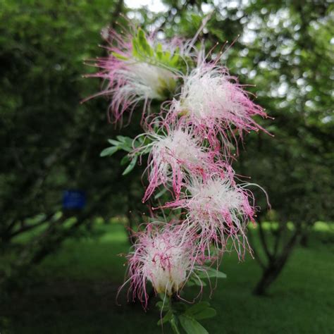 中科院西双版纳热带植物园门票,中科院西双版纳热带植物园门票预订,中科院西双版纳热带植物园门票价格,去哪儿网门票