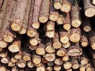 柳杉木的优缺点【批木网】 - 木材专题 - 批木网