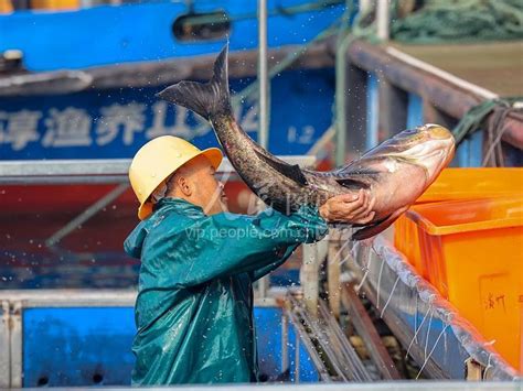 浙江淳安：活鱼转运 保障市场供应-人民图片网