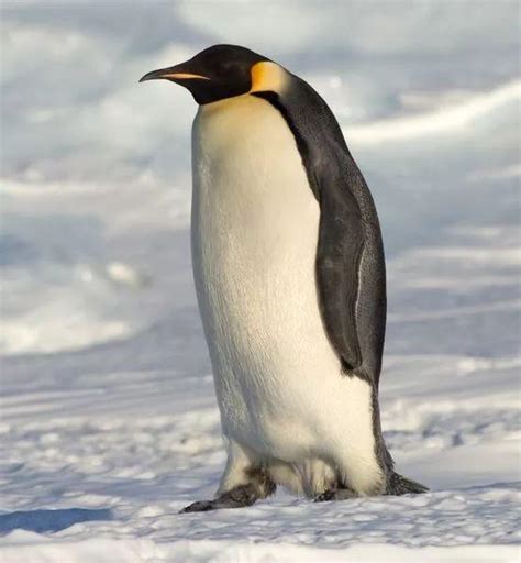 企鹅日——不会飞翔的鸟儿 - 2022年1月20日, 俄罗斯卫星通讯社