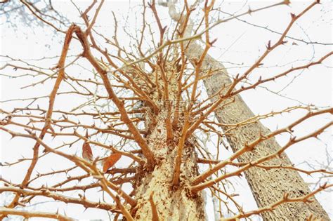 荆棘有刺的树锋利美丽高清图片下载-正版图片307501337-摄图网