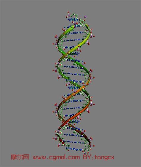 DNA模型3D打印模型_DNA模型3D打印模型stl下载_教育3D打印模型-Enjoying3D打印模型网