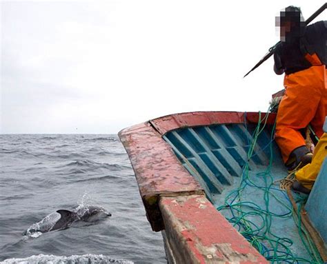 丹麦十年屠杀6500头鲸，海面血红只为过节，跟日本捕鲸有何区别？|法罗群岛|鲸鱼|捕鲸_新浪新闻