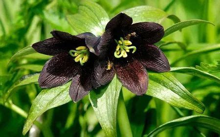 黑色的花有哪些（10种罕见的黑色花） – 碳资讯