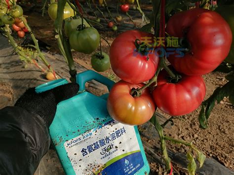 番茄怎样管理和栽培技术，西红柿的种植与管理技术