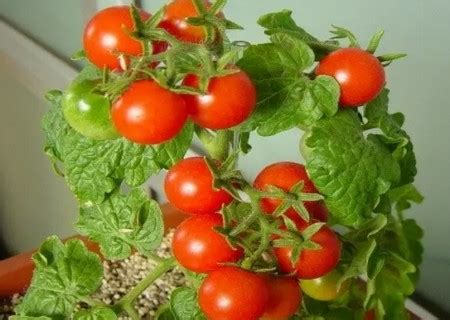盆栽小番茄种植技术-花卉果蔬-盆景艺术网