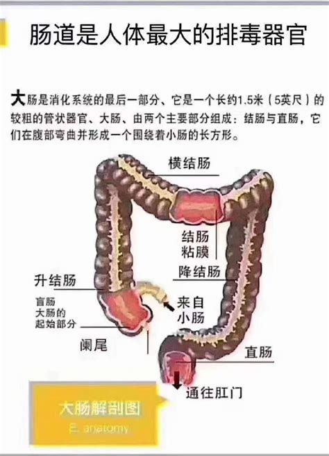 痔疮什么样的图片